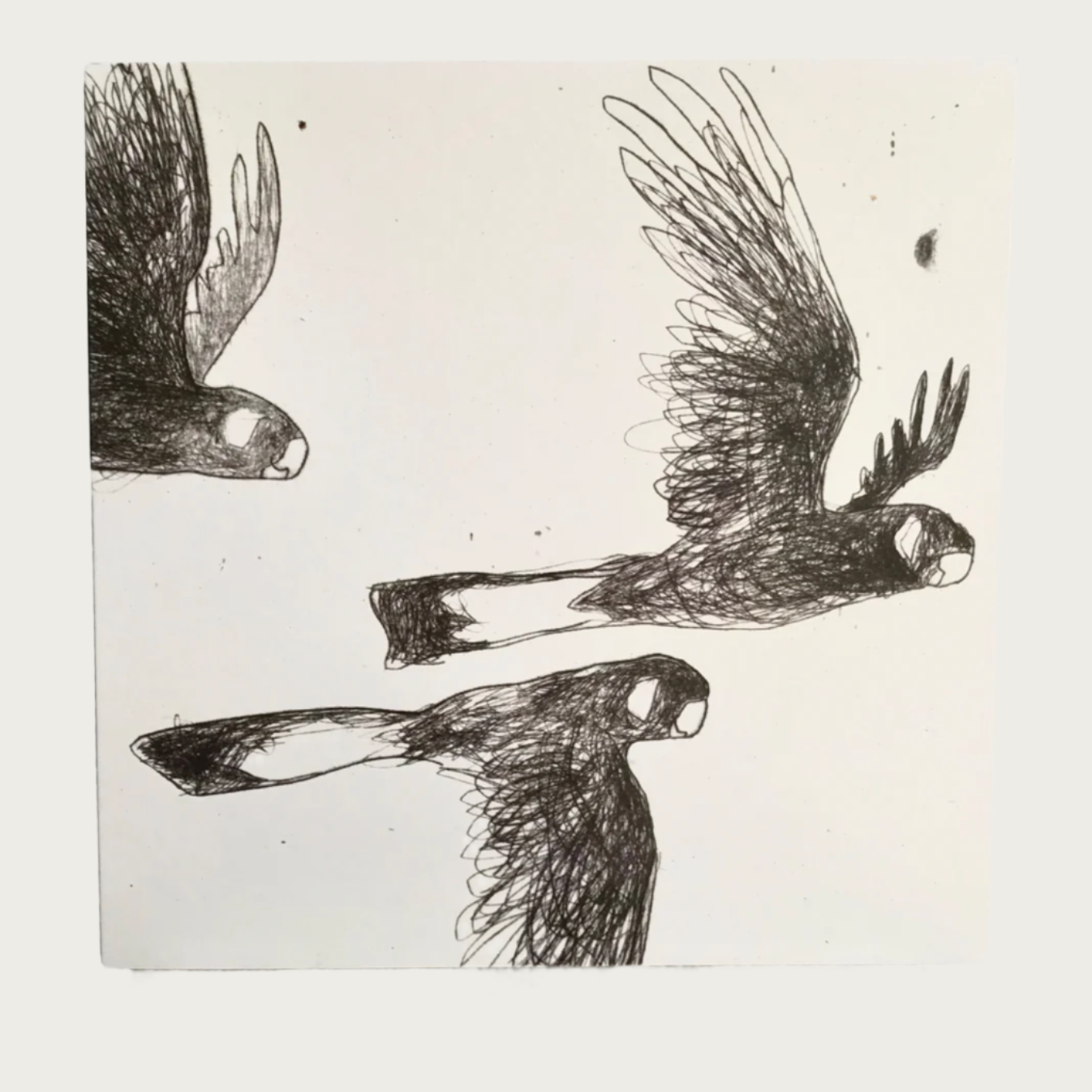 GREETING CARD – GENTLY FLAPPING CALMLY CALLING