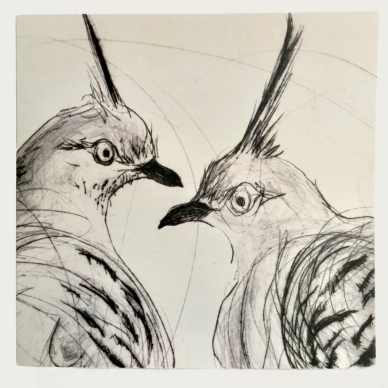 GREETING CARD – CRESTED PIGEONS
