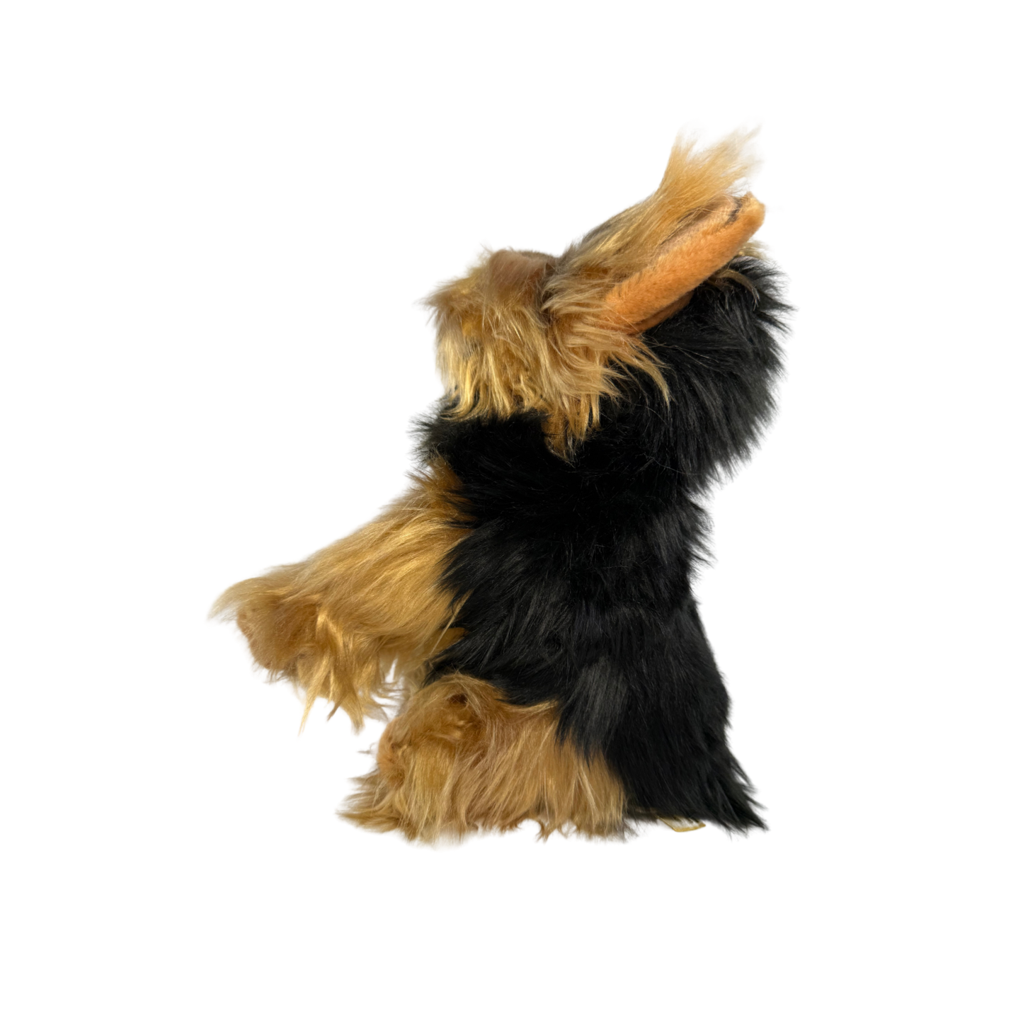 AUSTRALIAN YORKSHIRE TERRIER TOY DOG (SMALL)