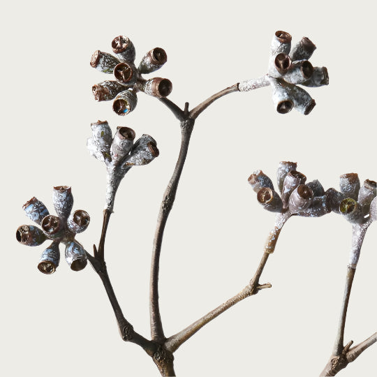 EUCALYPTUS SEED SPRAY