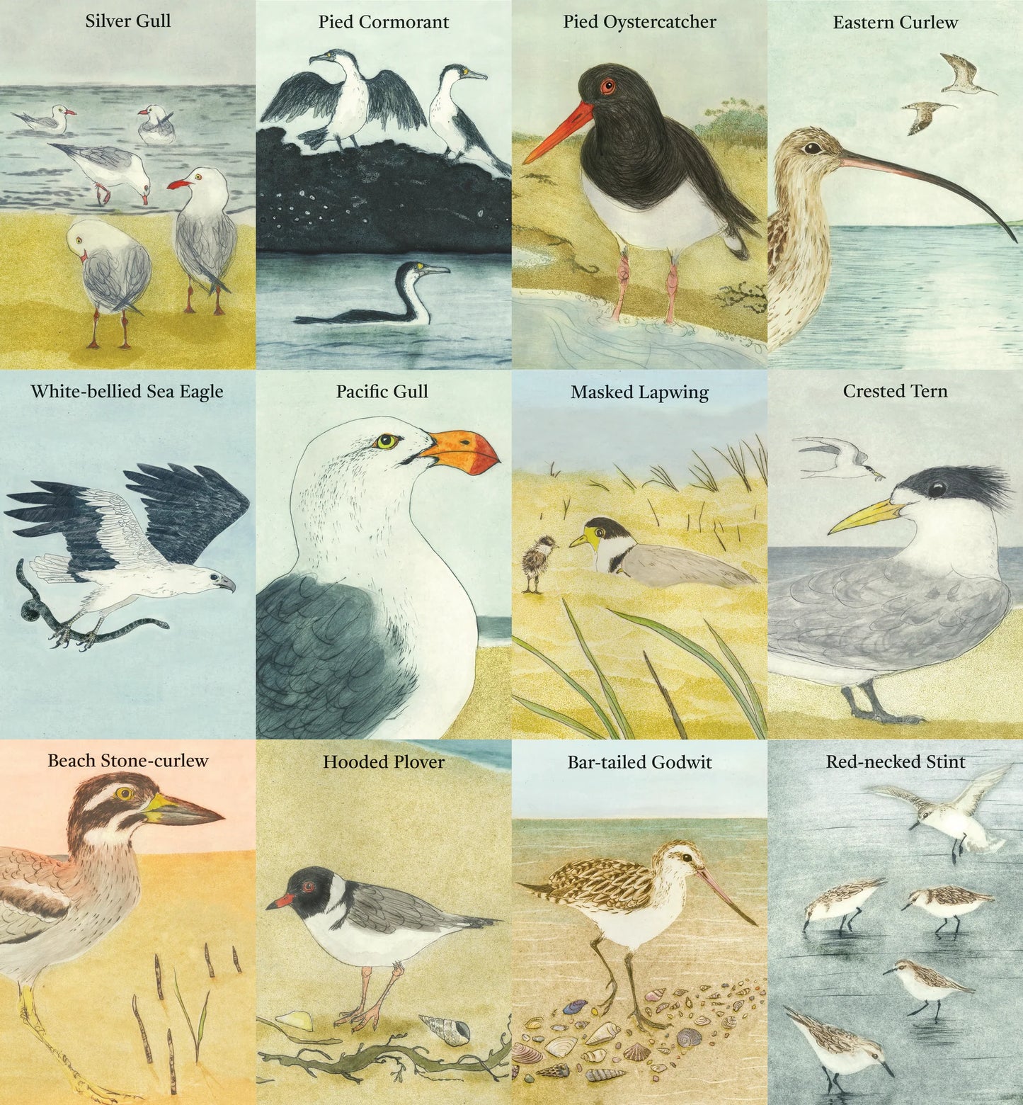 THE BEACH BIRDS CARD GAME