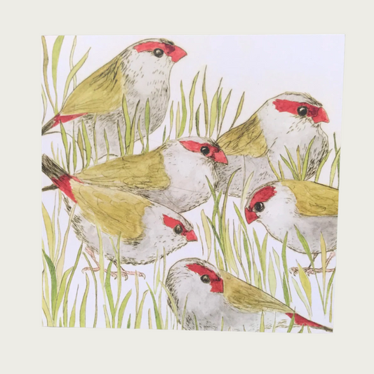 GREETING CARD – RED-BROWED FINCHES