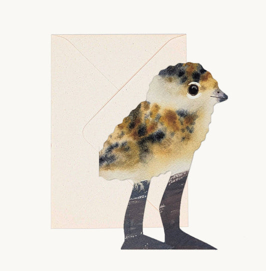 LAPWING CHICK CARD