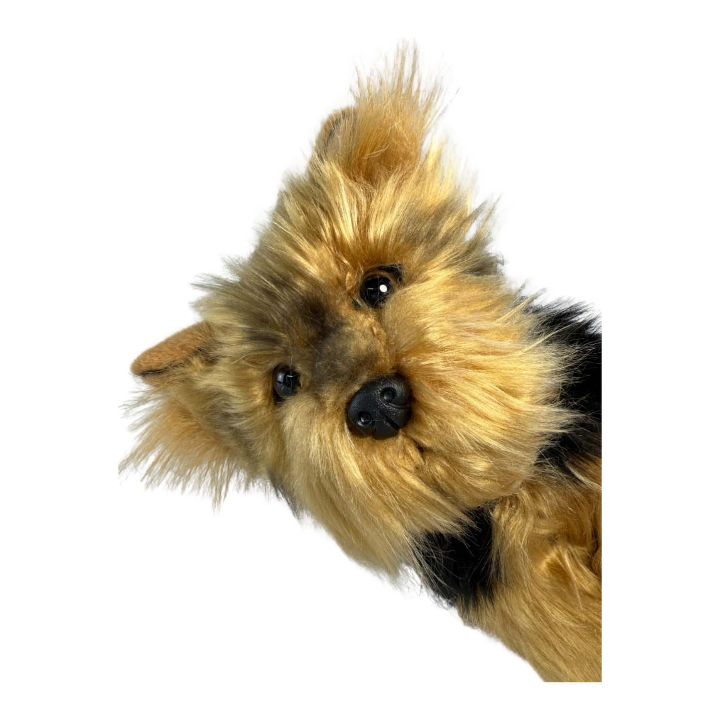 AUSTRALIAN YORKSHIRE TERRIER TOY DOG (SMALL)